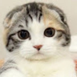 Meet your Posher, Stella